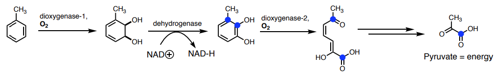 toluene2pyruvate